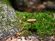  Mushroom on Moss