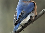 Bluebird on a frosty morning