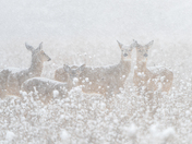 Snow Deer