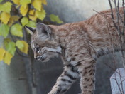 Bobcat on a fence