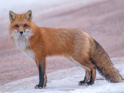 Red fox