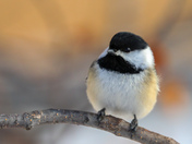 Chickadee