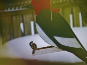 It seem that even birds can be surprised.