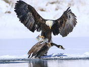 Canada Goose take down