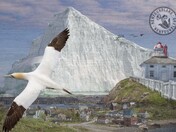 Tribute To Newfoundland