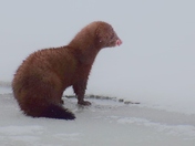 Help me to identify: otter, fisher or mink?