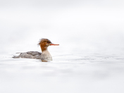 Merganser in the Waves