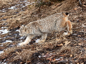 Urban Lynx