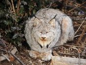 Urban Lynx