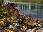 By The River In The Autumn 