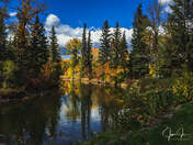 The Magical Trees In The Autumn 