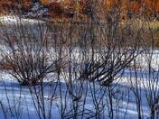 Colours Of The Winter And Autumn 