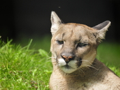 Cougar Portait