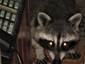 Raccoon in Our Kitchen