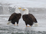 Bald Eagles