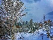 Snowy Wonderland 