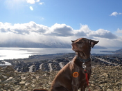 A Chocolate Dog Enjoying the Breeze