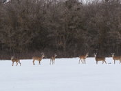 Herd of White-Tail Deer