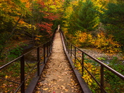 Walking towards fall