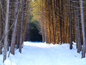 Hiking in the forest