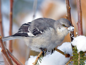 Northern Mockingbird