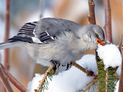 Northern Mockingbird