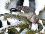 Northern Mockingbird