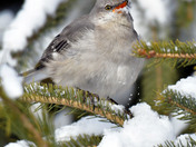 Northern Mockingbird