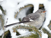 Northern Mockingbird