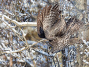 Snowy Great Gray Owl Launch