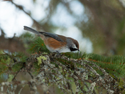 The Boreal Chickadee