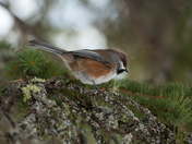 The Boreal Chickadee