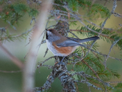 The Boreal Chickadee