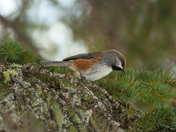 The Boreal Chickadee
