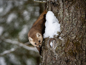 Marten of the Pines