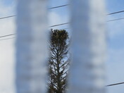 The big Evergreen