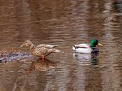 Not Seeing Eye to Eye