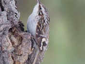 Creeping For A Snack