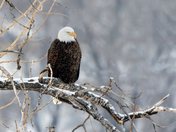 Bald Eagle Rest Area