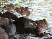 Finally got all my Ducks in a Row