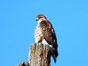 Red Tailed hawk March 2021