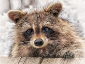 The end of hibernation 