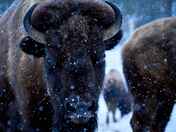 Bison in the snow.