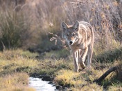 Coyote 