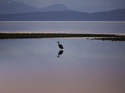 The Great Blue Heron