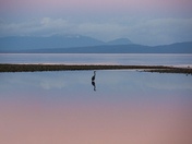 The Great Blue Heron