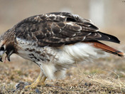 Redtail Hawk