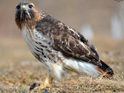 Redtail Hawk