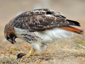 Redtail Hawk