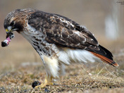 Redtail Hawk
